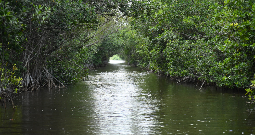 Recorrido ecológico pasando por los estrechos canales de la laguna 
