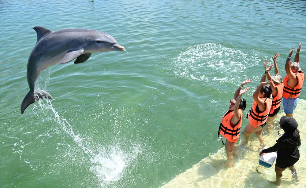 Hermosa interacción con los delfines - Foto: Orbita Popular