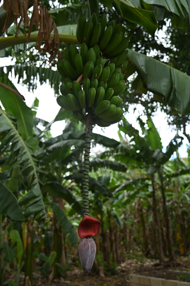 La siembra de plátanos en al Finca - Foto: Orbita Popular