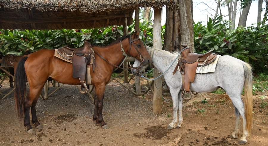 Los caballos de la Finca "María" los esepra para cabalgar en la naturaleza pura!