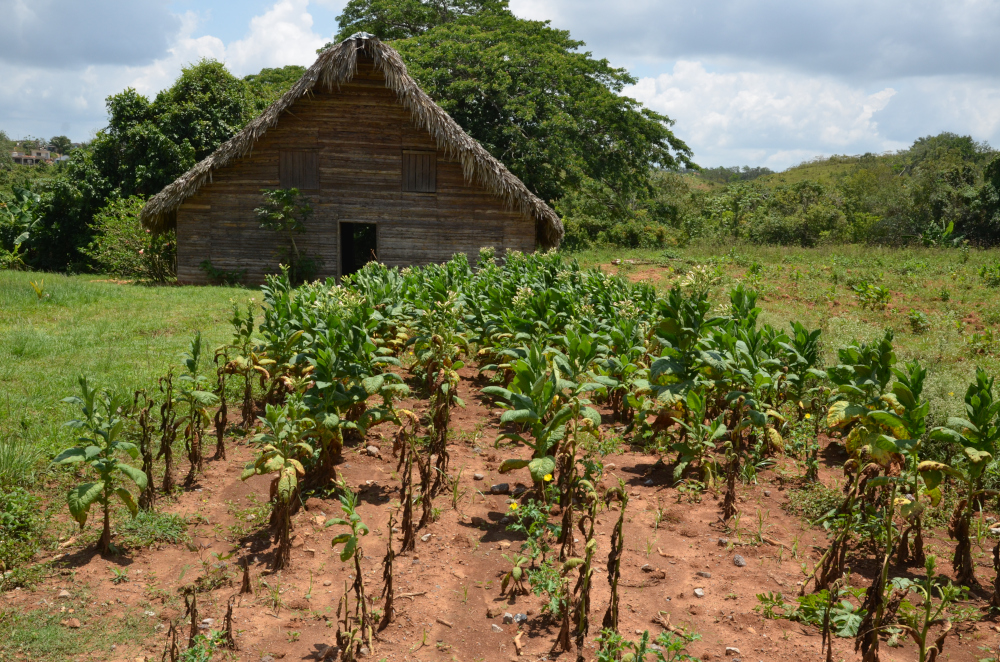 fitcuba 2019 plantation tobacco