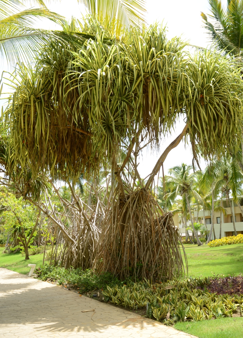 puntacana 2018 arbre 2