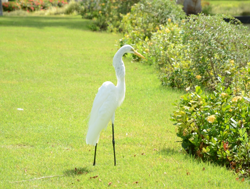 puntacana 2018 oiseau 1