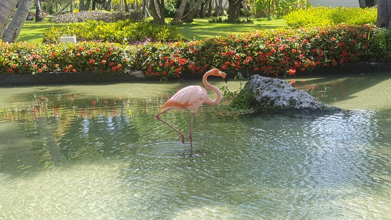 puntacana 2018 oiseau 3