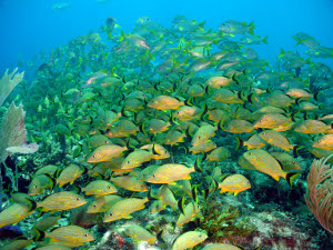 tourisme cuba 2016 pescado