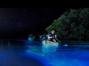 vieques bioluminescent bay